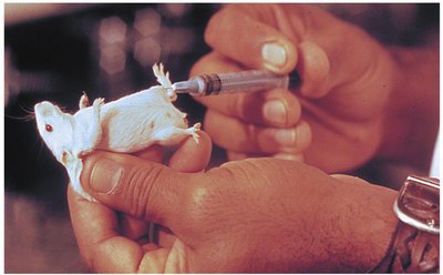 Diagnosing botulism by identifying botulinal toxin type in laboratory mouse
