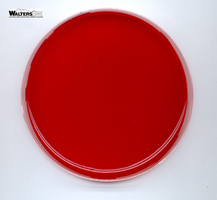 Blood agar plate (BAP)