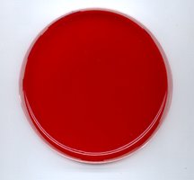 Blood agar plate (BAP)