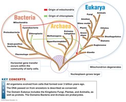 Three-domain system phylogenetic tree