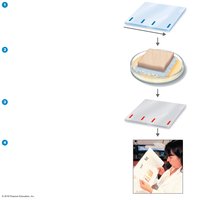 Western blotting process