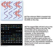 DNA chip: hybridization and detection