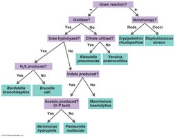Dichotomous key for bacterial growth