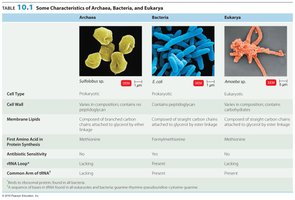 Table comparing characteristics of Archaea, Bacteria, and Eukarya