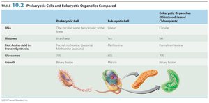 Table comparing prokaryotic cells and eukaryotic organelles