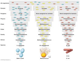 Taxonomic hierarchy diagram