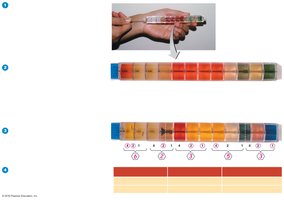 Rapid identification method for bacteria: EnteroPluri test