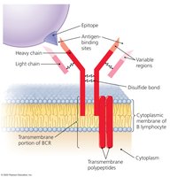 Structure of a B cell receptor (BCR)