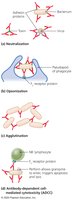 Functions of antibodies: neutralization, opsonization, agglutination, ADCC