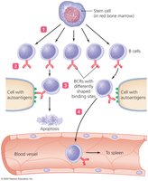 Clonal deletion of B cells
