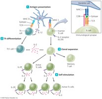 Activation of cytotoxic T cell clones
