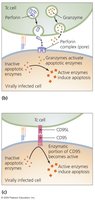 Perforin-granzyme and CD95 pathways of cytotoxic T cell killing
