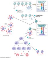 T-dependent antibody immune response
