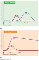 Primary and secondary antibody immune responses