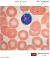 Lymphocyte and red blood cell under microscope