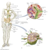 Diagram of the lymphatic system