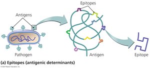 Diagram showing antigens and epitopes