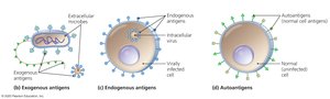 Types of antigens: exogenous, endogenous, autoantigens