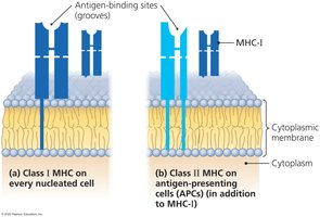Diagram of MHC class I and II proteins
