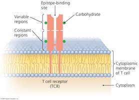 Structure of a T cell receptor (TCR)