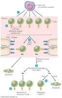 Development and clonal deletion of T cells