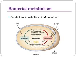Bacterial metabolism diagram