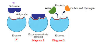 Enzyme-substrate interaction