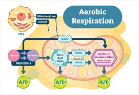 Aerobic respiration overview