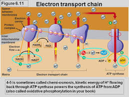 Electron transport chain
