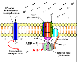 Chemiosmosis and ATP synthase