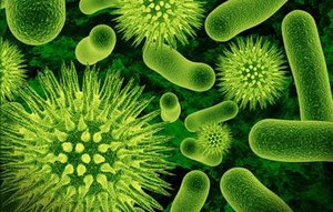Various eukaryotic microorganisms