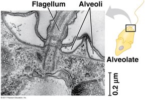 Alveolate with flagellum and alveoli