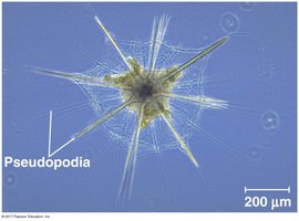 Radiolarian with threadlike pseudopodia