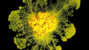 Slime mold structure
