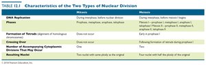Table comparing mitosis and meiosis