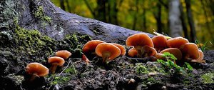 Fungi growing on decaying wood