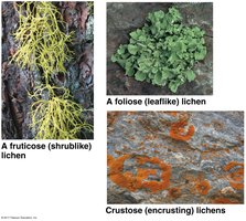 Types of lichens