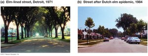 Dutch elm disease epidemic