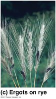 Ergots on rye