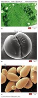 Examples of cytokinesis and multinucleate cells