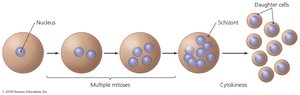 Diagram of schizogony in protozoa