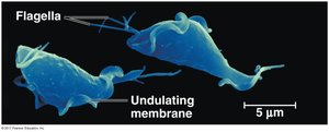 Trichomonas with flagella and undulating membrane