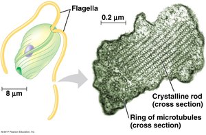 Euglenid structure with flagella and crystalline rod
