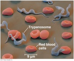 Trypanosome among red blood cells