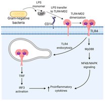 LPS recognition pathway in gram-negative bacteria