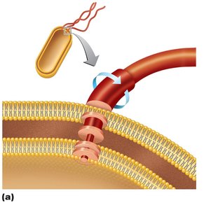 Structure of a prokaryotic flagellum (Gram-negative)