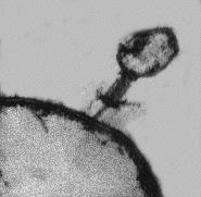 Bacteriophage attaching to a bacterial cell