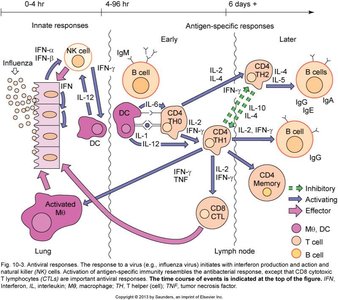 Diagram of innate and adaptive immune responses to viral infection