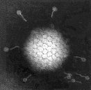 Icosahedral virus with multiple bacteriophages