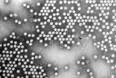 Icosahedral virus particles